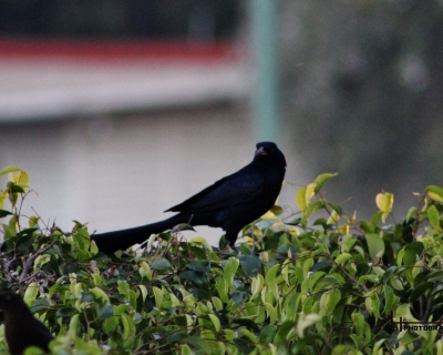Lluelmo_np40