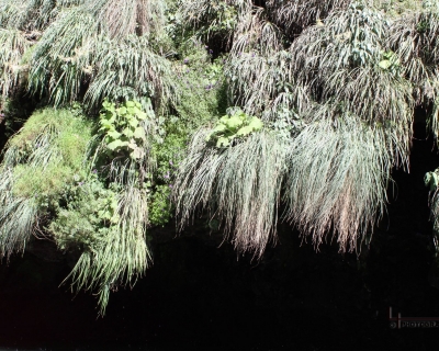 Lluelmo_np36